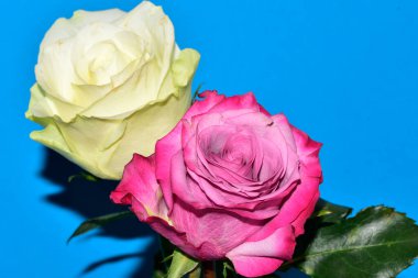 Mavi arka plandaki güzel güllerin manzarasını kapat.