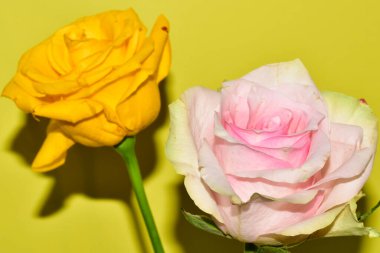 Sarı arka planda iki güzel gül