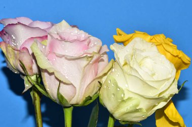 Mavi arka planda güzel renkli güller