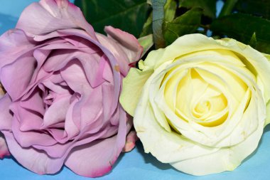 Mavi arka planda uzanan güzel renkli güller.