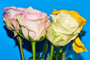 Mavi arka planda güzel renkli güller