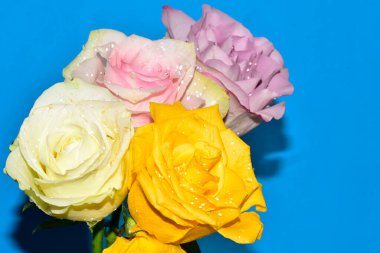 Mavi arka planda güzel renkli güller