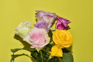 Sarı arka planda güzel renkli güller