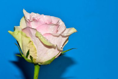 Mavi arka planda su damlaları olan güzel tek bir gül.