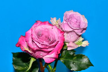 Mavi arka planda su damlaları olan güzel güller