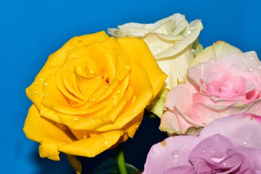 Mavi arka planda güzel renkli güller