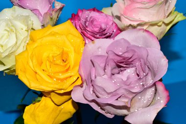 Mavi arka planda güzel renkli güller