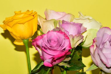 Sarı arka planda güzel renkli güller