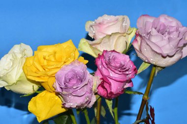 Mavi arka planda güzel renkli güller