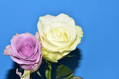 Mavi arka plandaki güzel güllerin manzarasını kapat.