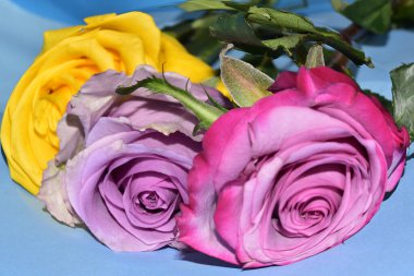 Mavi arka planda uzanan güzel renkli güller.