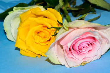 Mavi arka planda uzanan güzel renkli güller.