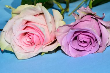 Mavi arka planda uzanan güzel renkli güller.