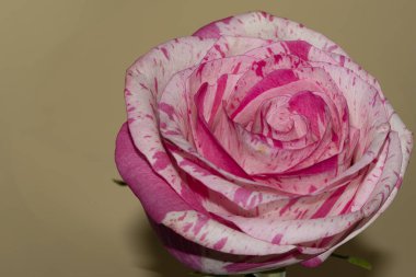 Güzel tek gül, yakın görünüm, yaz konsepti