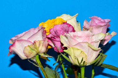 Mavi arka planda güzel renkli güller