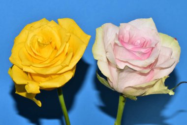 Mavi arka plandaki güzel güllerin manzarasını kapat.