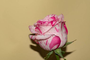 Güzel tek gül, yakın görünüm, yaz konsepti