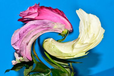 Mavi arka planda güzel gül çiçeklerinin yakın plan çarpık görüntüsü.