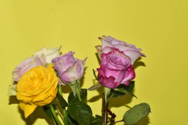 Sarı arka planda güzel renkli güller