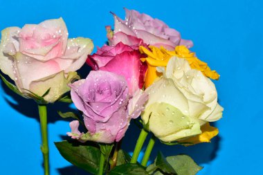 Mavi arka planda güzel renkli güller