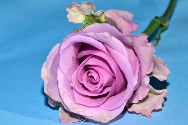 Mavi arka planda uzanan güzel renkli gül.