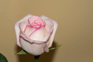 Güzel tek gül, yakın görünüm, yaz konsepti