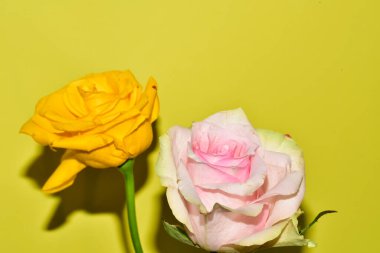 Sarı arka planda iki güzel gül