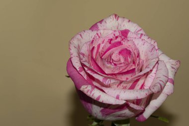 Güzel tek gül, yakın görünüm, yaz konsepti