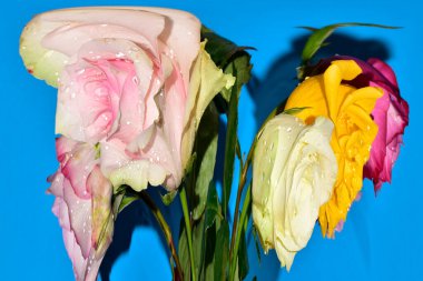 Mavi arka planda güzel gül çiçeklerinin yakın plan çarpık görüntüsü.