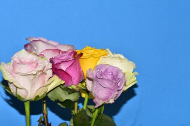 Mavi arka planda güzel renkli güller