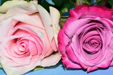 Mavi arka planda uzanan güzel renkli güller.