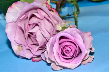 Mavi arka planda güzel pembe gül çiçeklerinin yakın plan çekimi.