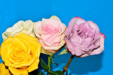 Mavi arka planda güzel renkli güller