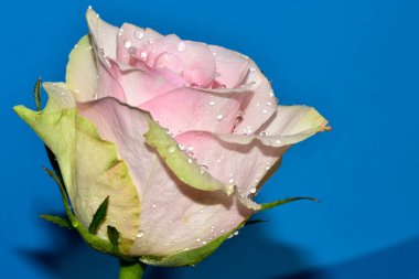 Güzel tek gül, yakın görünüm, yaz konsepti