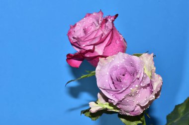 Mavi arka planda su damlaları olan güzel güller