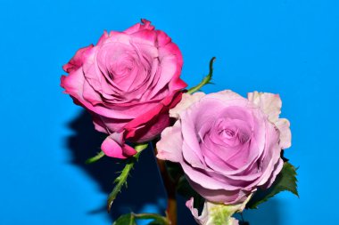 Mavi arka plandaki güzel güllerin manzarasını kapat.