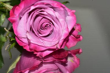 Bulanık arkaplanda güzel gül çiçeklerinin yakın plan çekimi.