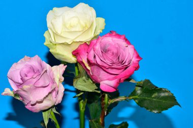 Mavi arka plandaki güzel güllerin manzarasını kapat.