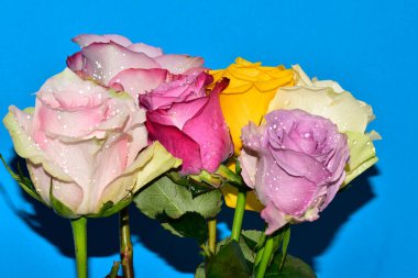 Mavi arka planda güzel renkli güller