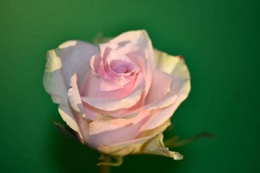 Güzel tek gül, yakın görünüm, yaz konsepti