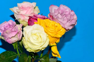 Mavi arka planda güzel renkli güller