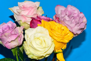 Mavi arka planda güzel renkli güller