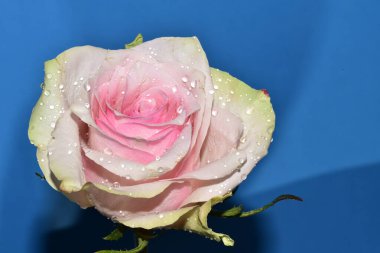 Güzel tek gül, yakın görünüm, yaz konsepti