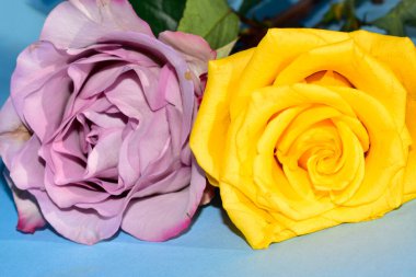 Mavi arka planda uzanan güzel renkli güller.