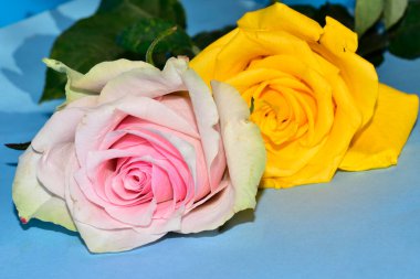 Mavi arka planda uzanan güzel renkli güller.