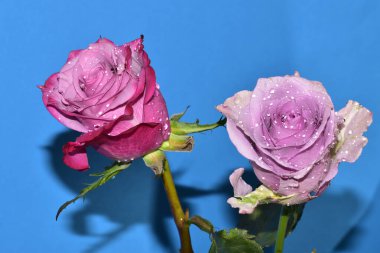 Mavi arka planda su damlaları olan güzel güller