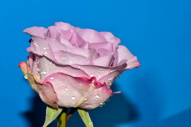 Güzel tek gül, yakın görünüm, yaz konsepti