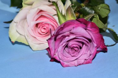 Mavi arka planda uzanan güzel renkli güller.