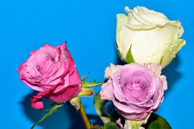 Mavi arka planda güzel renkli güller