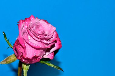 Mavi arka planda su damlaları olan güzel tek bir gül.